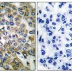 Merck ANTI-KERATIN 14 ANTIBODY PROD IN RAB