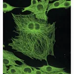 Thermo Fisher Scientific Goat anti-Mouse IgG (H+L) Cross-Adsorbed Secondary Antibody, Biotin-XX