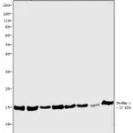 Thermo Fisher Scientific Goat anti-Rabbit IgG (Heavy chain) Superclonal Secondary Antibody, HRP