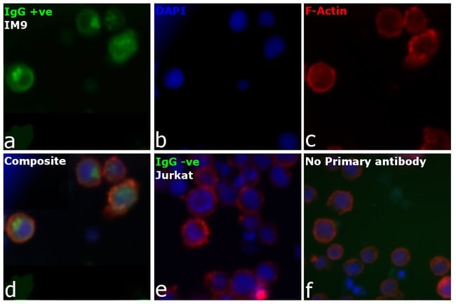 Thermo Fisher Scientific Goat anti-Human IgG, IgM, IgA (H+L) Secondary Antibody
