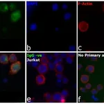 Thermo Fisher Scientific Goat anti-Human IgG, IgM, IgA (H+L) Secondary Antibody