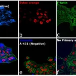 Thermo Fisher Scientific Donkey anti-Rabbit IgG (H+L) Highly Cross-Adsorbed Secondary Antibody, Alexa Fluor 350