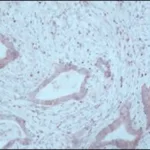 Merck MONOCLONAL ANTI-TRYPTOPHAN HYDROXYLASE,&