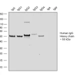 Thermo Fisher Scientific Goat anti-Human IgG Fc Recombinant Secondary Antibody