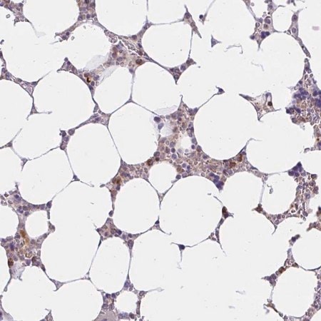 Merck Anti-ABCB10 antibody produced in rabbit