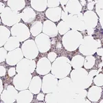 Merck Anti-ABCB10 antibody produced in rabbit