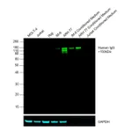 Thermo Fisher Scientific Goat anti-Human IgG Fc Cross-Adsorbed Secondary Antibody, DyLight 755