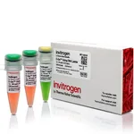 Thermo Fisher Scientific E-Gel Sizing DNA Ladder