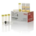Thermo Fisher Scientific ElectroMAX DH10B Cells