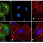 Thermo Fisher Scientific Goat anti-Rat IgG (H+L) Secondary Antibody, FITC