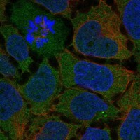 Atlas Antibodies Anti-ADGRG7 Antibody