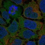 Atlas Antibodies Anti-ADGRG7 Antibody