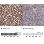 Atlas Antibodies Anti-ADH6 Antibody