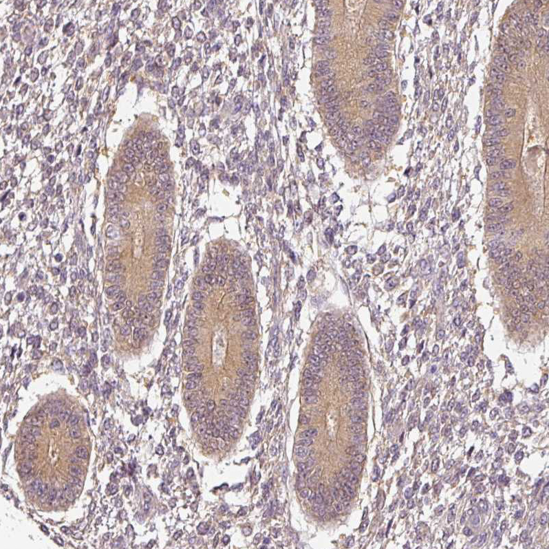 Atlas Antibodies Anti-ADH5 Antibody