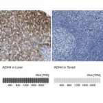 Atlas Antibodies Anti-ADH4 Antibody