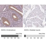 Atlas Antibodies Anti-ADH5 Antibody