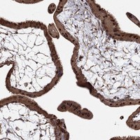 Atlas Antibodies Anti-ADM Antibody