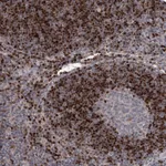 Atlas Antibodies Anti-ADK Antibody