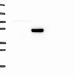 Atlas Antibodies Anti-ADRA1A Antibody