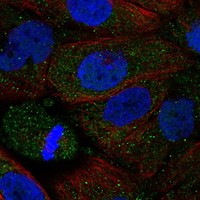 Atlas Antibodies Anti-ADRA2B Antibody