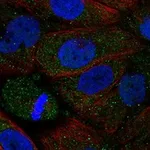 Atlas Antibodies Anti-ADRA2B Antibody
