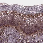 Atlas Antibodies Anti-AEBP1 Antibody