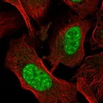 Atlas Antibodies Anti-AES Antibody