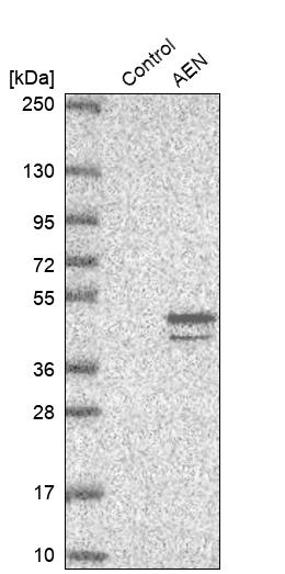 Atlas Antibodies Anti-AEN Antibody