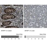 Atlas Antibodies Anti-AFAP1 Antibody