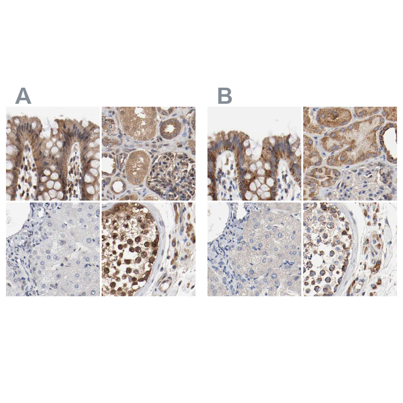 Atlas Antibodies Anti-AFG3L2 Antibody