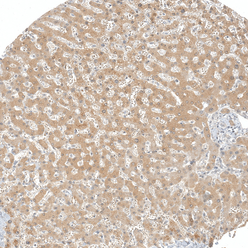 Atlas Antibodies Anti-AFMID Antibody