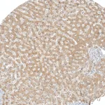 Atlas Antibodies Anti-AFMID Antibody