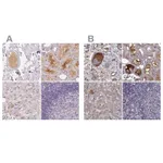 Atlas Antibodies Anti-AFM Antibody
