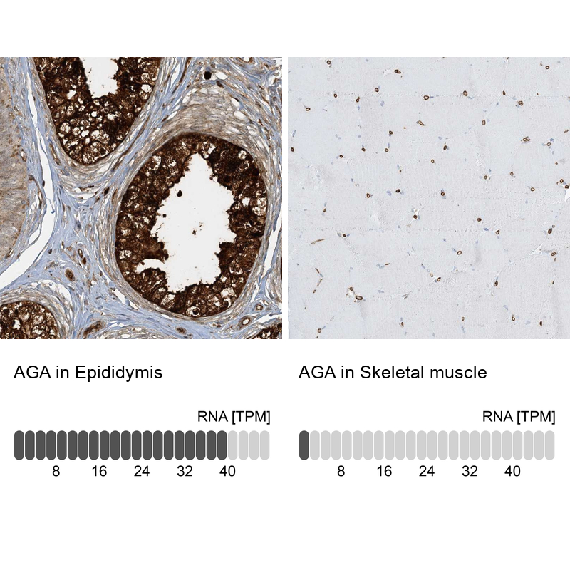Atlas Antibodies Anti-AGA Antibody