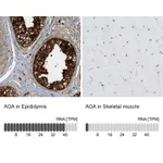 Atlas Antibodies Anti-AGA Antibody