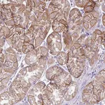 Atlas Antibodies Anti-AGAP4 Antibody