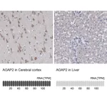 Atlas Antibodies Anti-AGAP2 Antibody