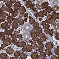 Atlas Antibodies Anti-AGFG2 Antibody