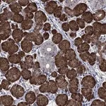 Atlas Antibodies Anti-AGFG2 Antibody