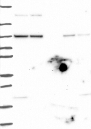 Atlas Antibodies Anti-AGO1 Antibody