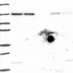 Atlas Antibodies Anti-AGO1 Antibody