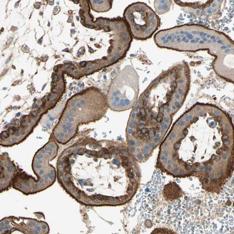 Atlas Antibodies Anti-AGFG1 Antibody