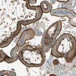 Atlas Antibodies Anti-AGFG1 Antibody