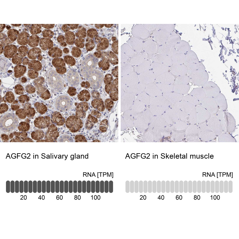 Atlas Antibodies Anti-AGFG2 Antibody