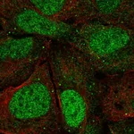Atlas Antibodies Anti-AGO3 Antibody