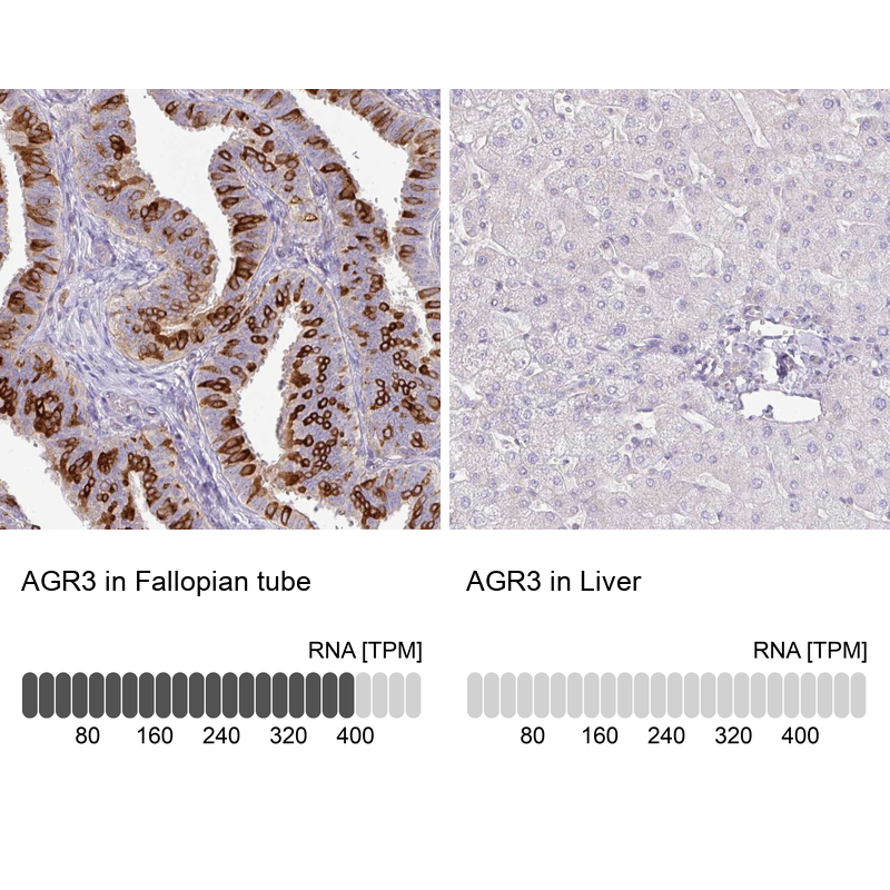 Atlas Antibodies Anti-AGR3 Antibody