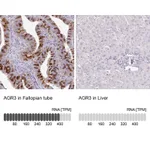 Atlas Antibodies Anti-AGR3 Antibody