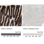 Atlas Antibodies Anti-AGR2 Antibody