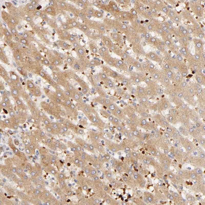 Atlas Antibodies Anti-AGT Antibody