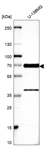 Atlas Antibodies Anti-LRRFIP2 Antibody